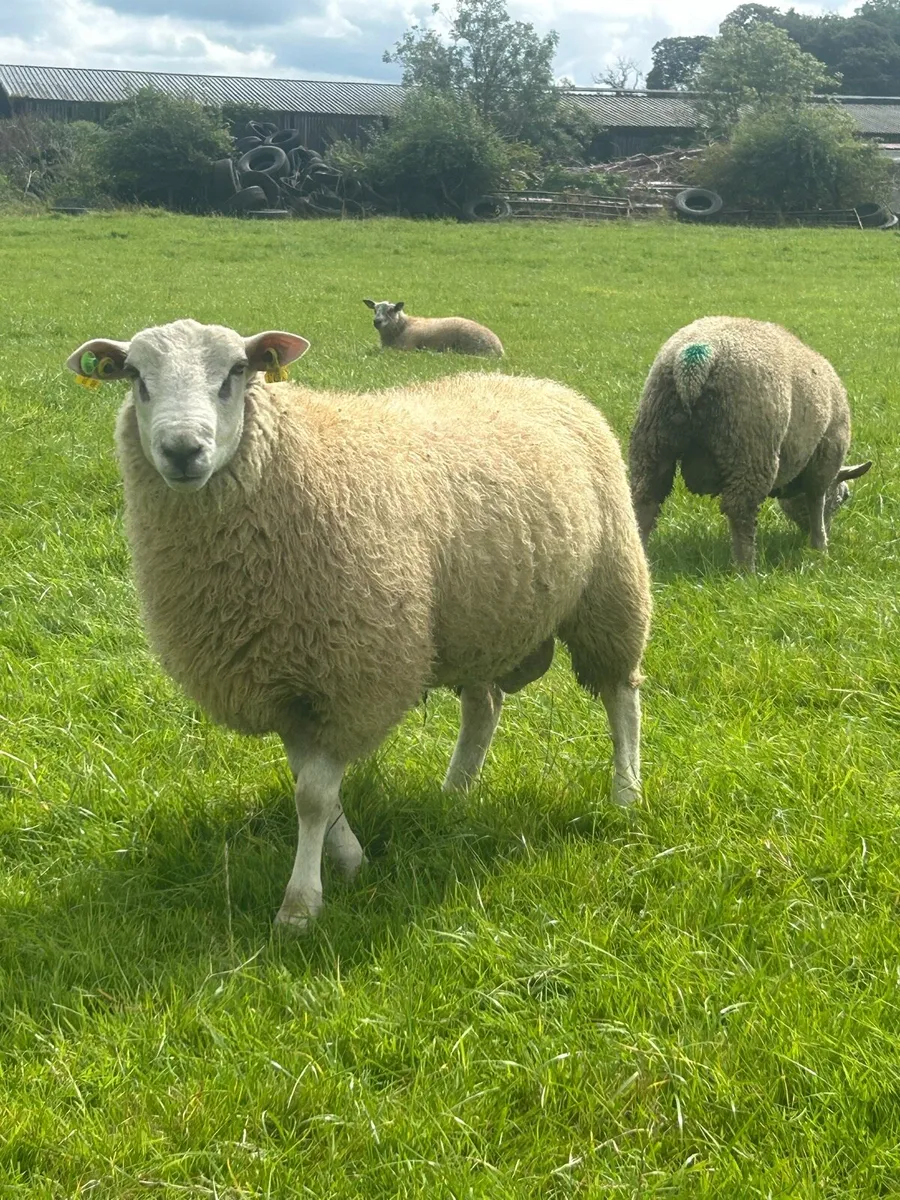 Belclare and Charollais ram lambs - Image 1