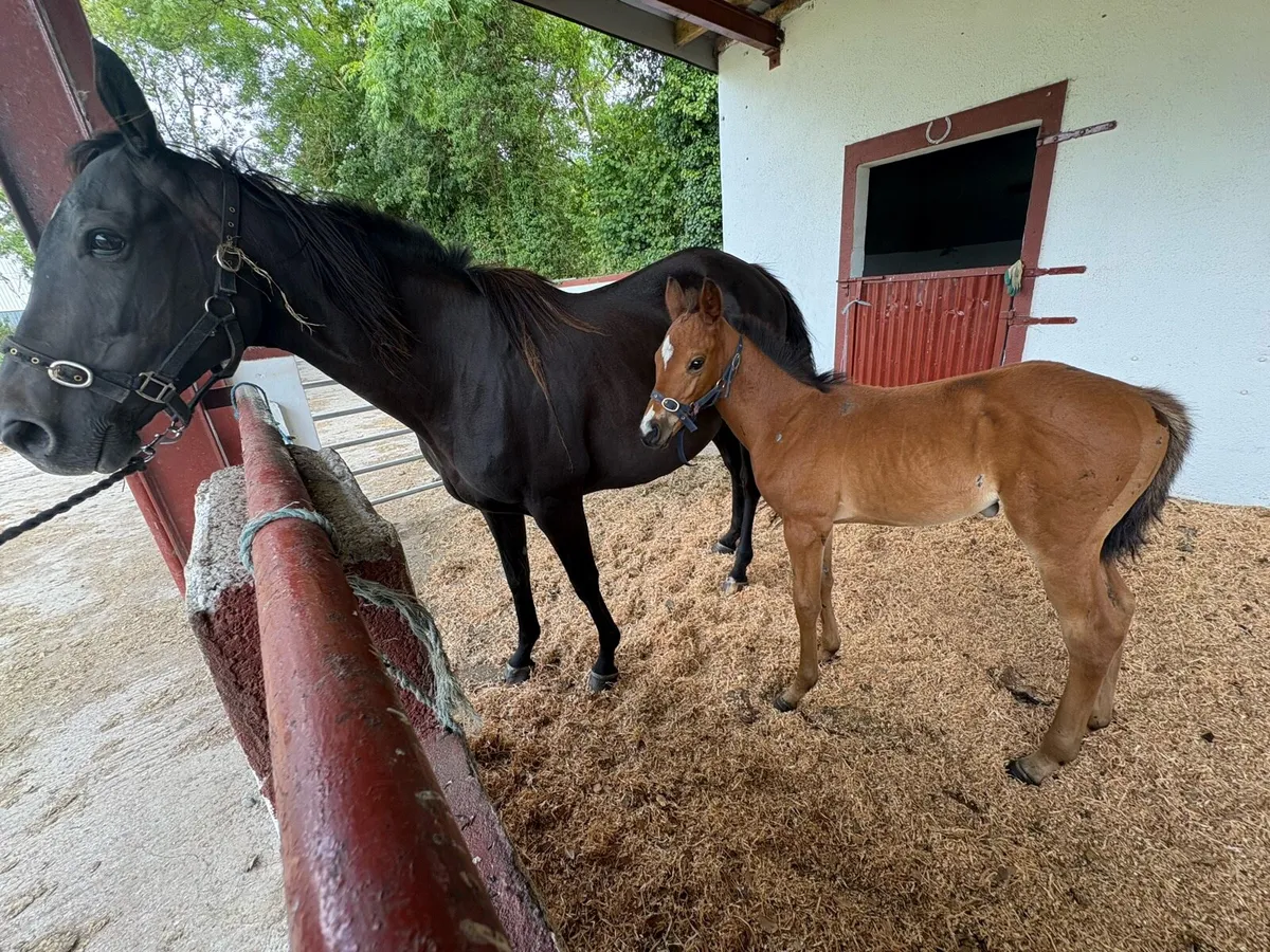 Mare by arcadio filly foal by flag of honour - Image 4