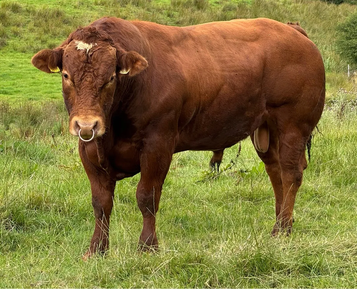 Pedigree Hybrid BB X LM Breeding bull - Image 1