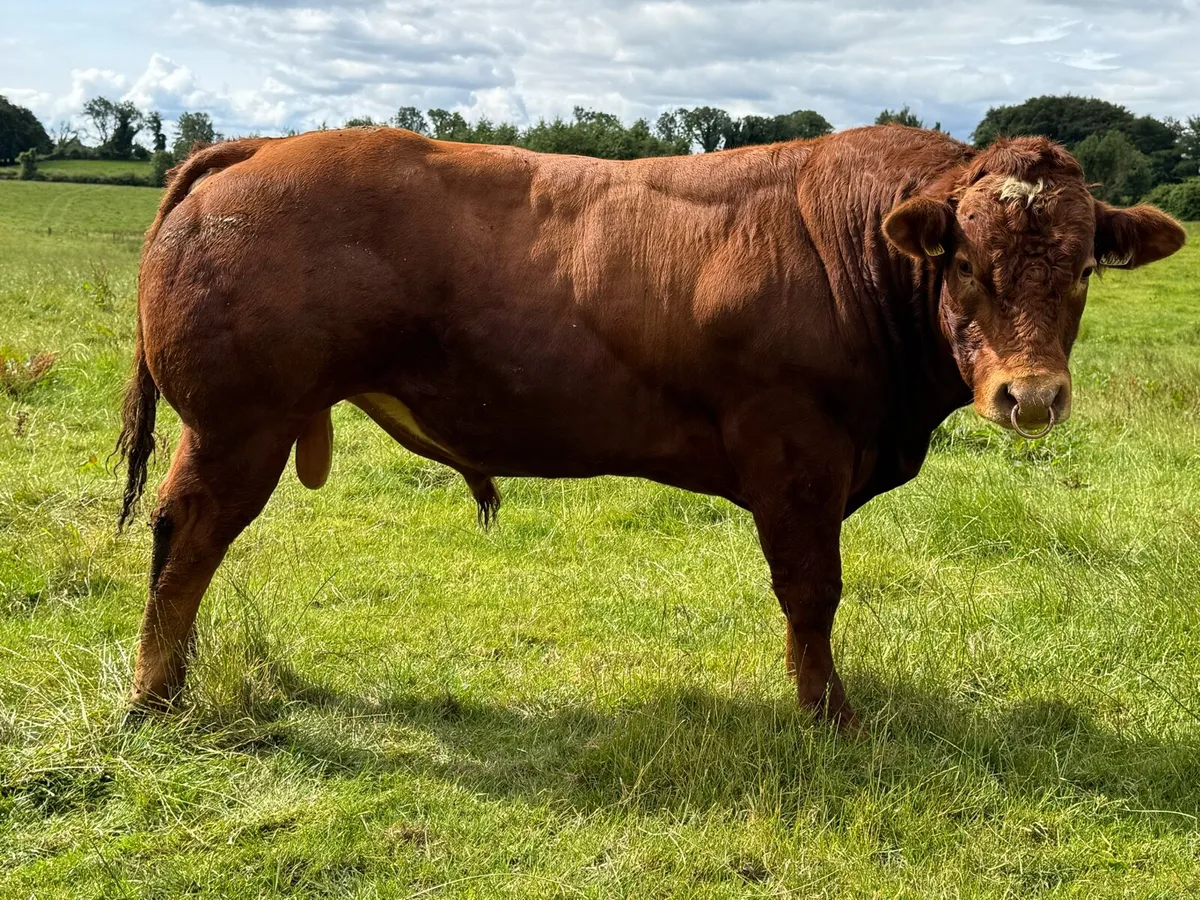 Pedigree Hybrid BB X LM Breeding bull - Image 2