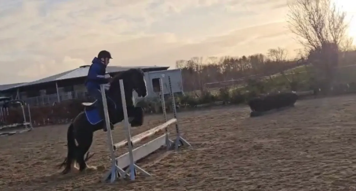 Cob type kids pony - Image 1