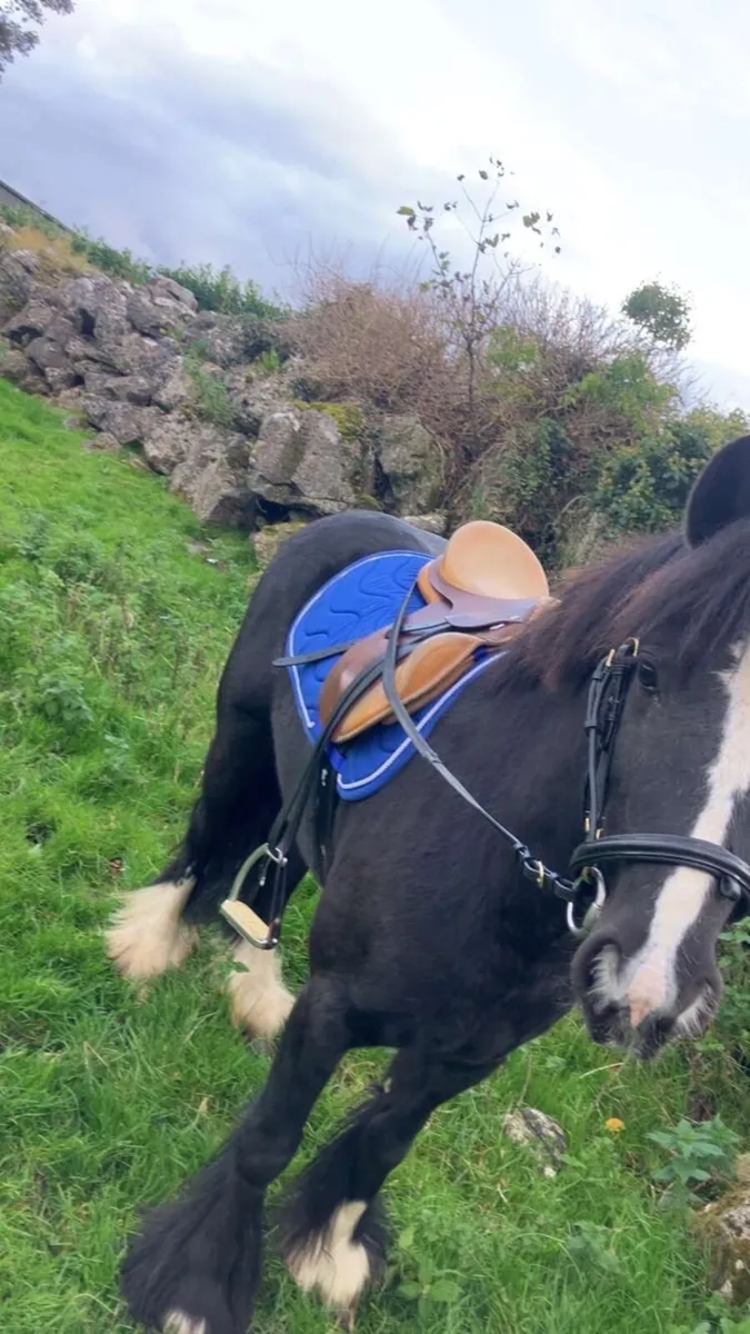 Cob type kids pony - Image 2