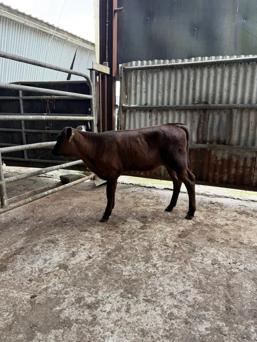 5-6 week old angus calves - Image 1