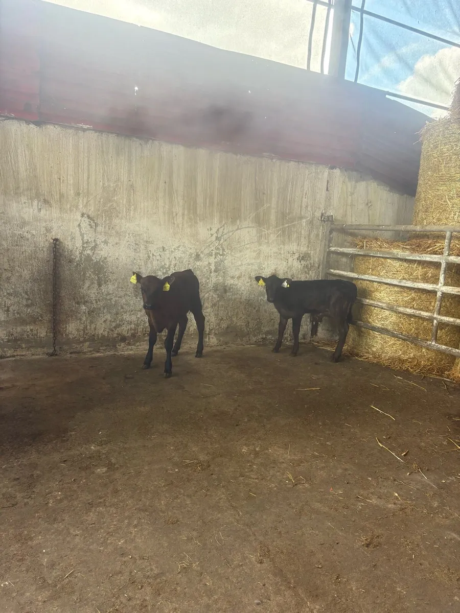 5-6 week old angus calves - Image 2