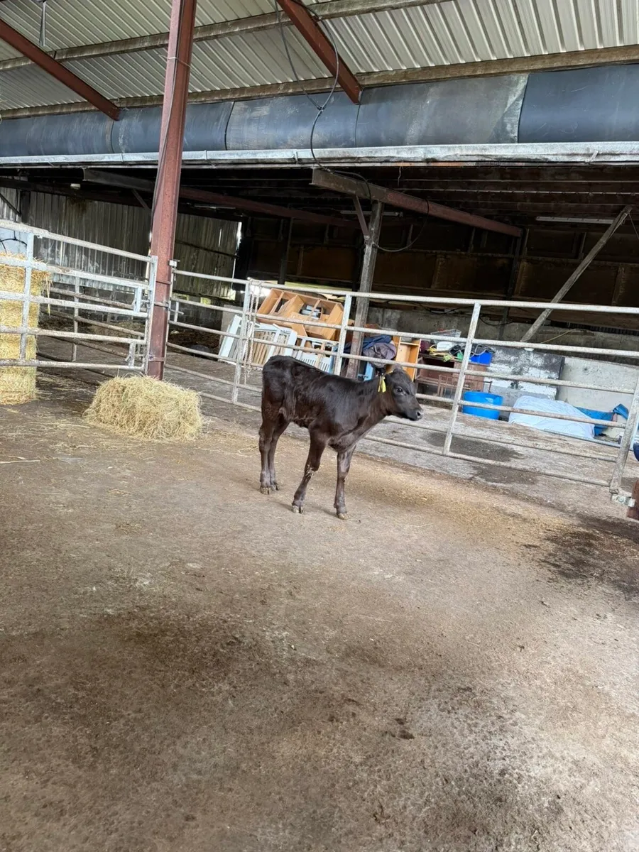 5-6 week old angus calves - Image 3