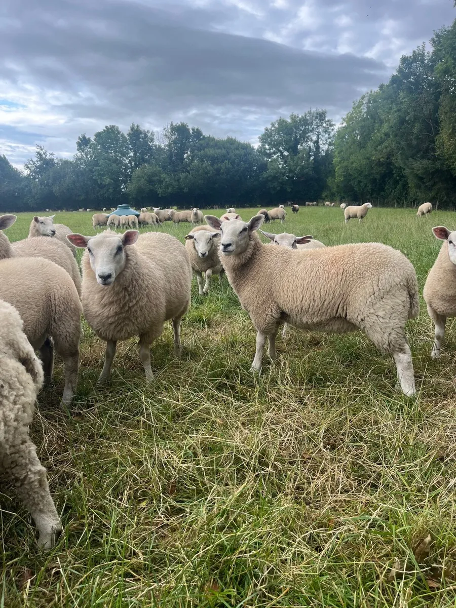 Ewe lamb Replacements for sale - Image 2