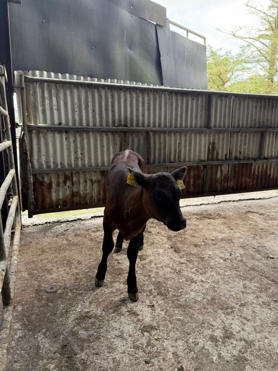 5-6 week old angus calves - Image 4