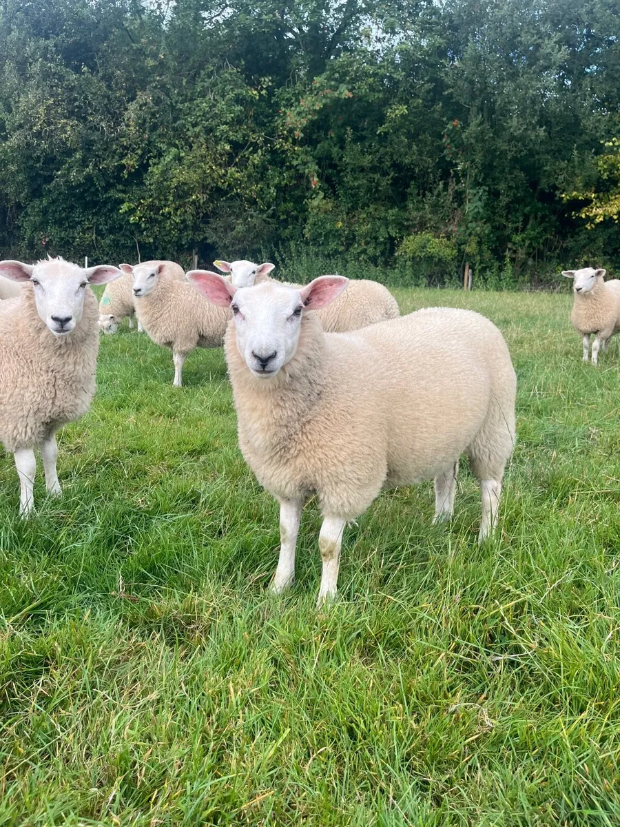 Ewe lamb Replacements for sale - Image 3