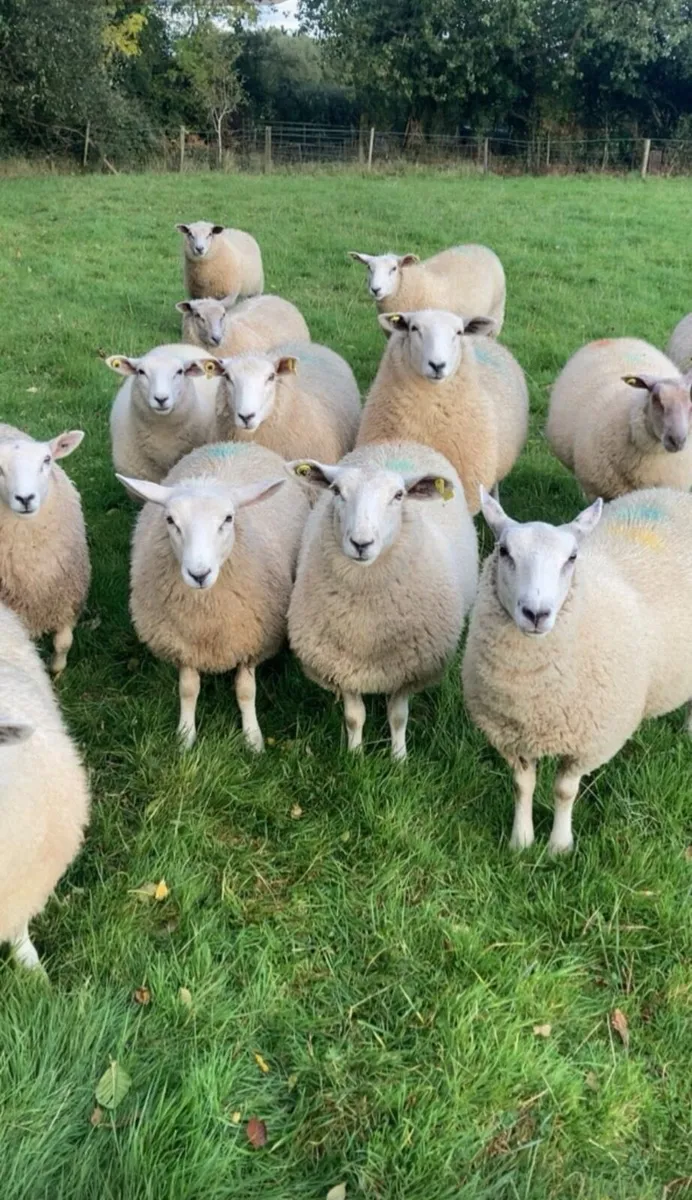 Ewe lamb Replacements for sale - Image 1