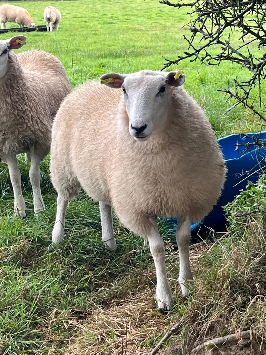 Ewe lamb Replacements for sale - Image 4