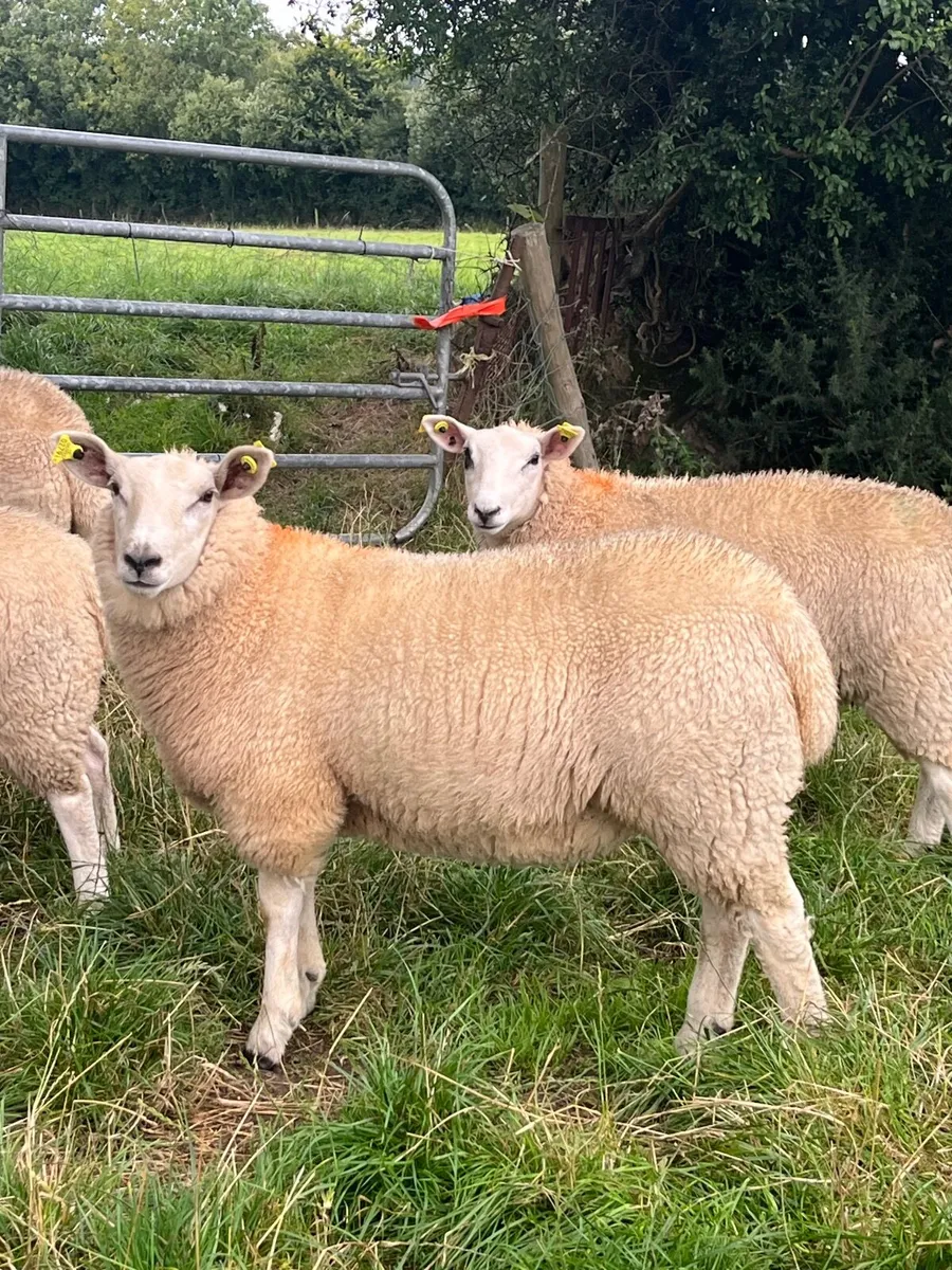 Ewe lamb Replacements for sale - Image 4