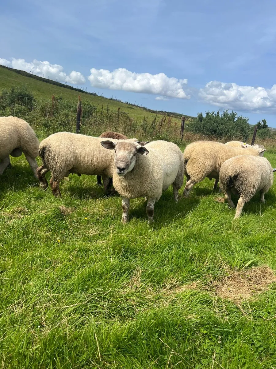 *** Selection of Suftex Ram Lambs *** - Image 1