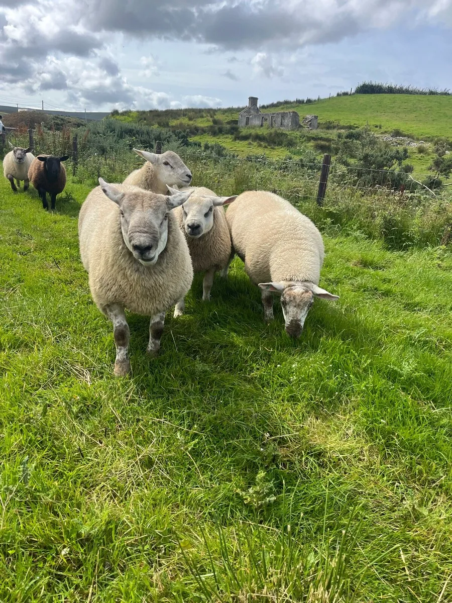 *** Selection of Suftex Ram Lambs *** - Image 4