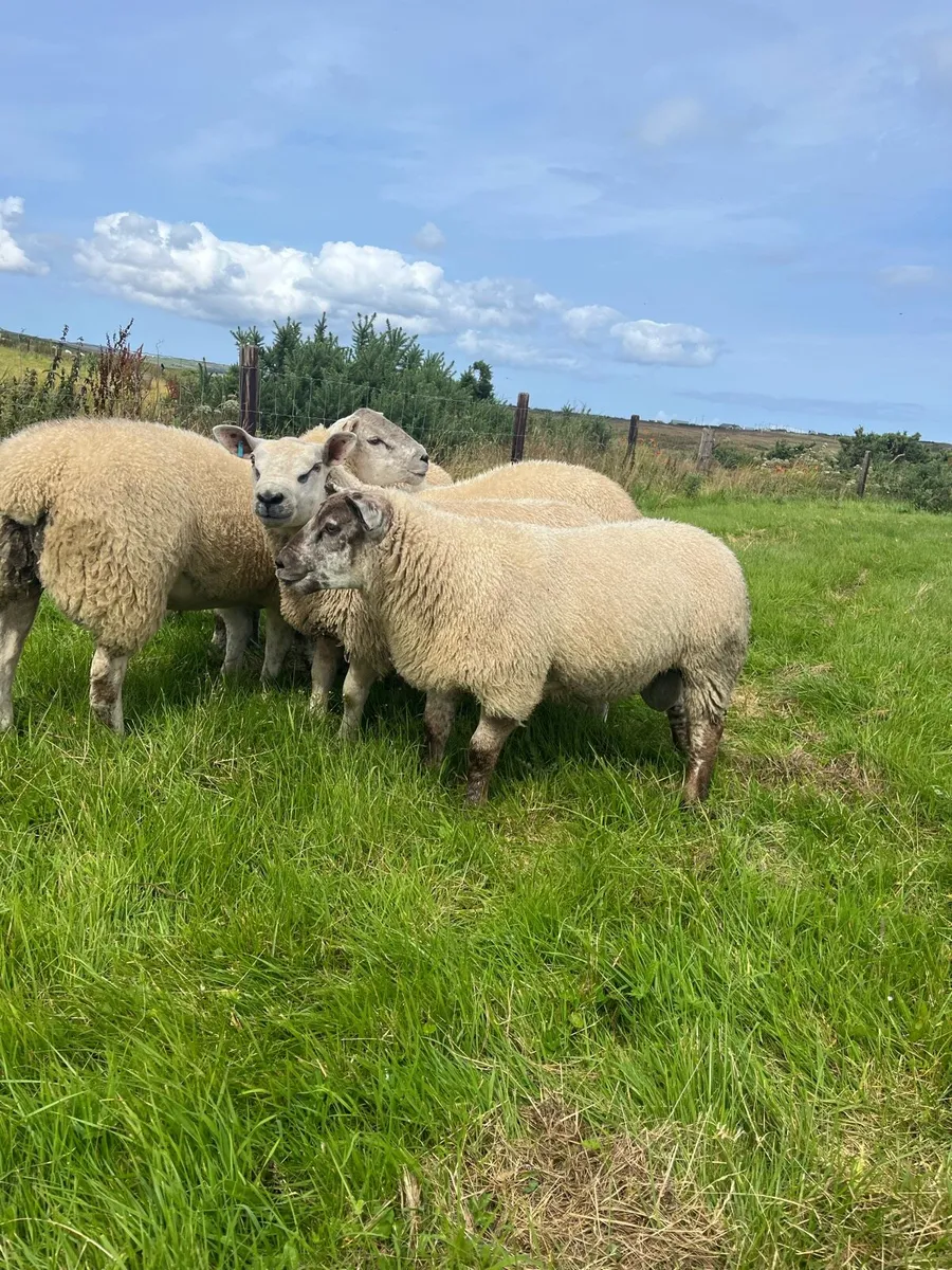 *** Selection of Suftex Ram Lambs *** - Image 2