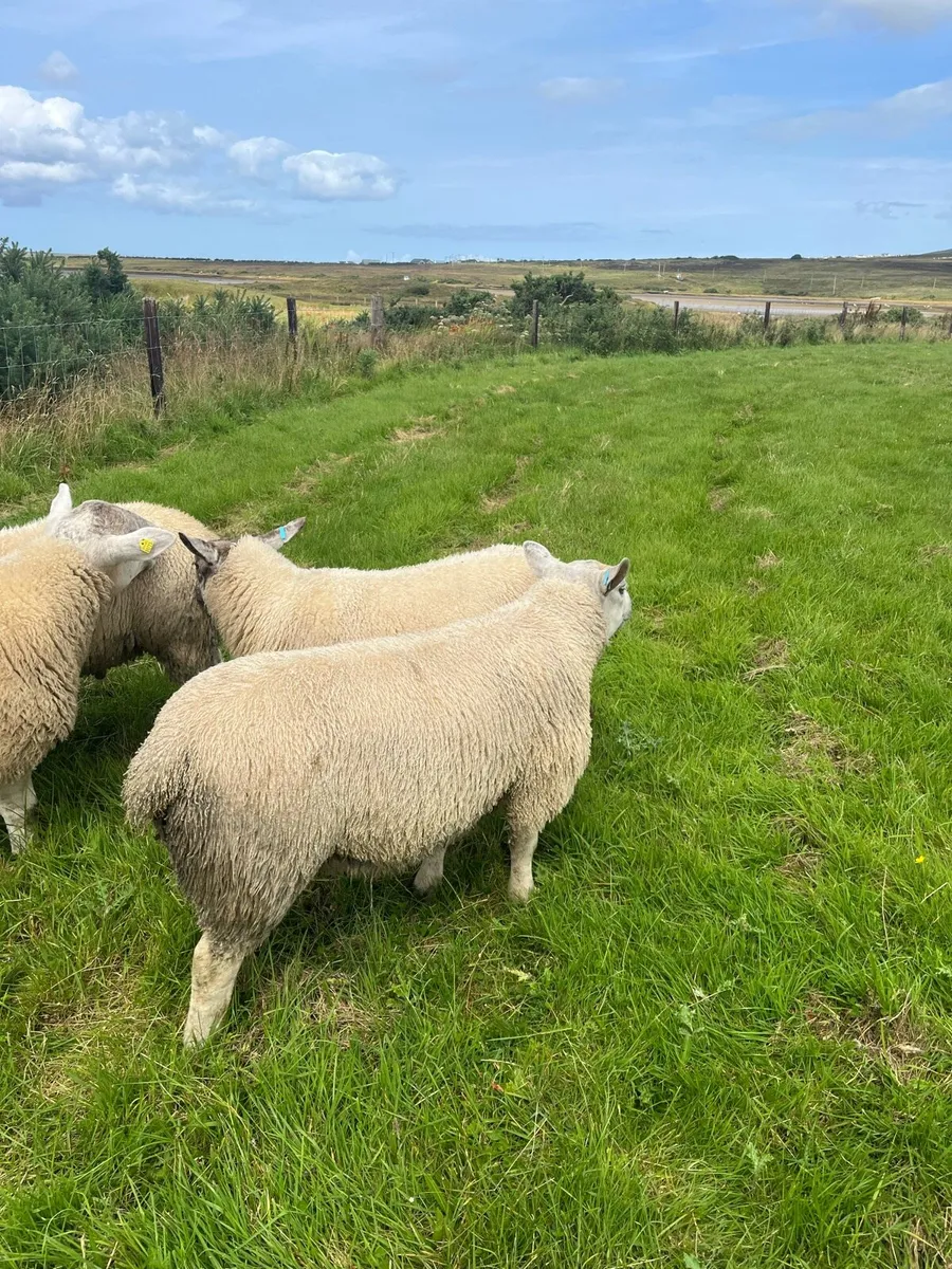 *** Selection of Suftex Ram Lambs *** - Image 3