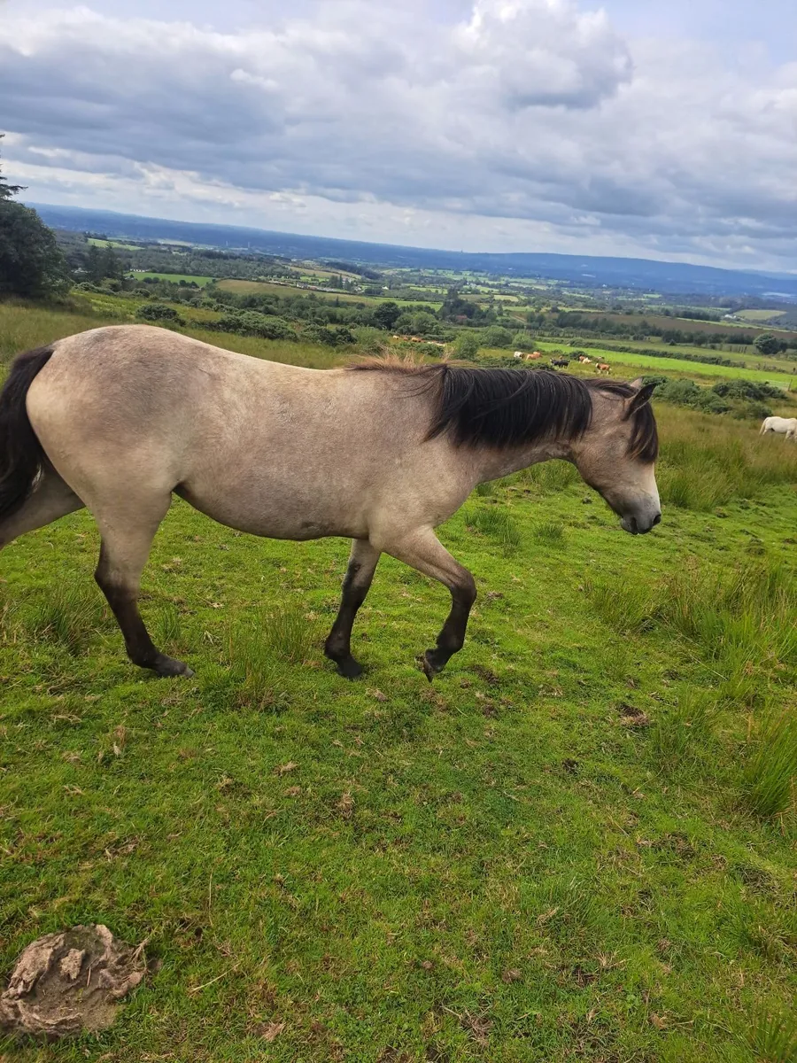 Ponies - Image 2