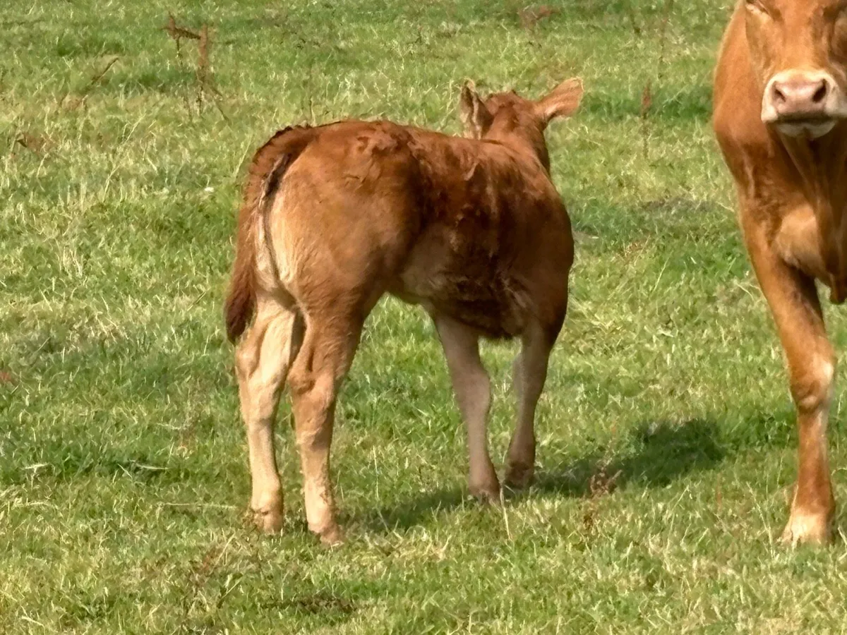 2 super limousine calved heifers - Image 2