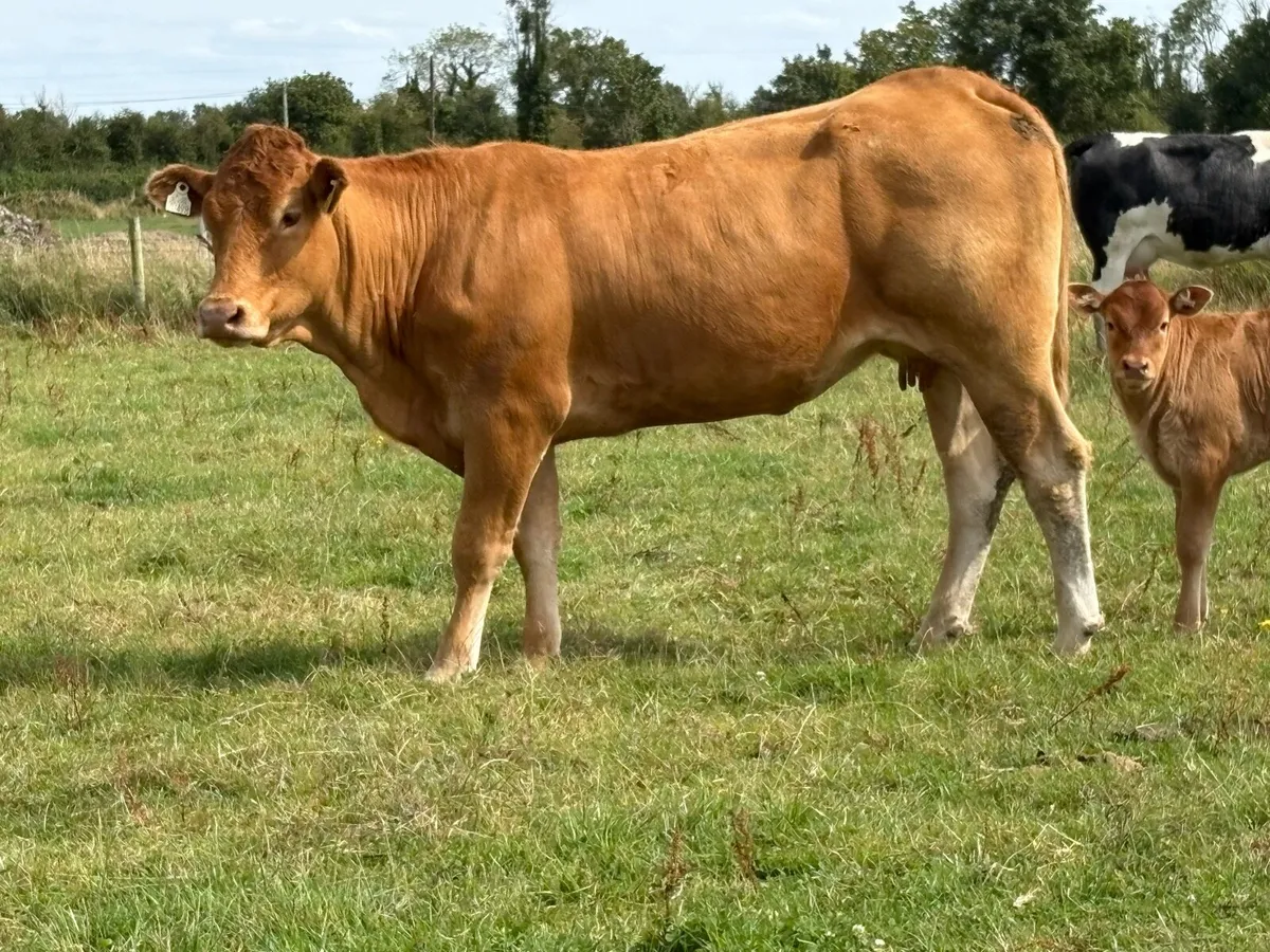 2 super limousine calved heifers - Image 3