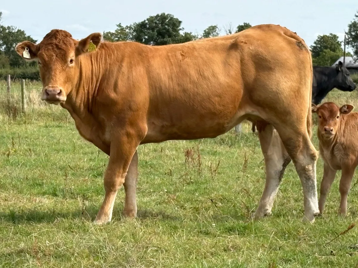 2 super limousine calved heifers - Image 4