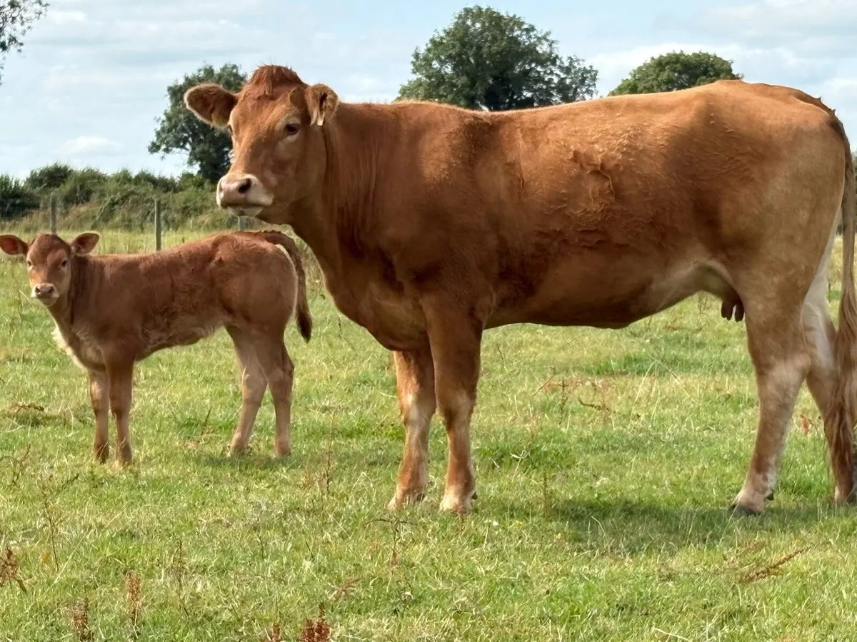 2 super limousine calved heifers - Image 1