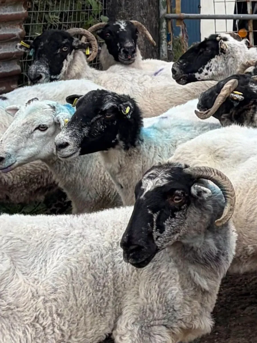 33 Full Mouth Ewes For Sale - Image 1