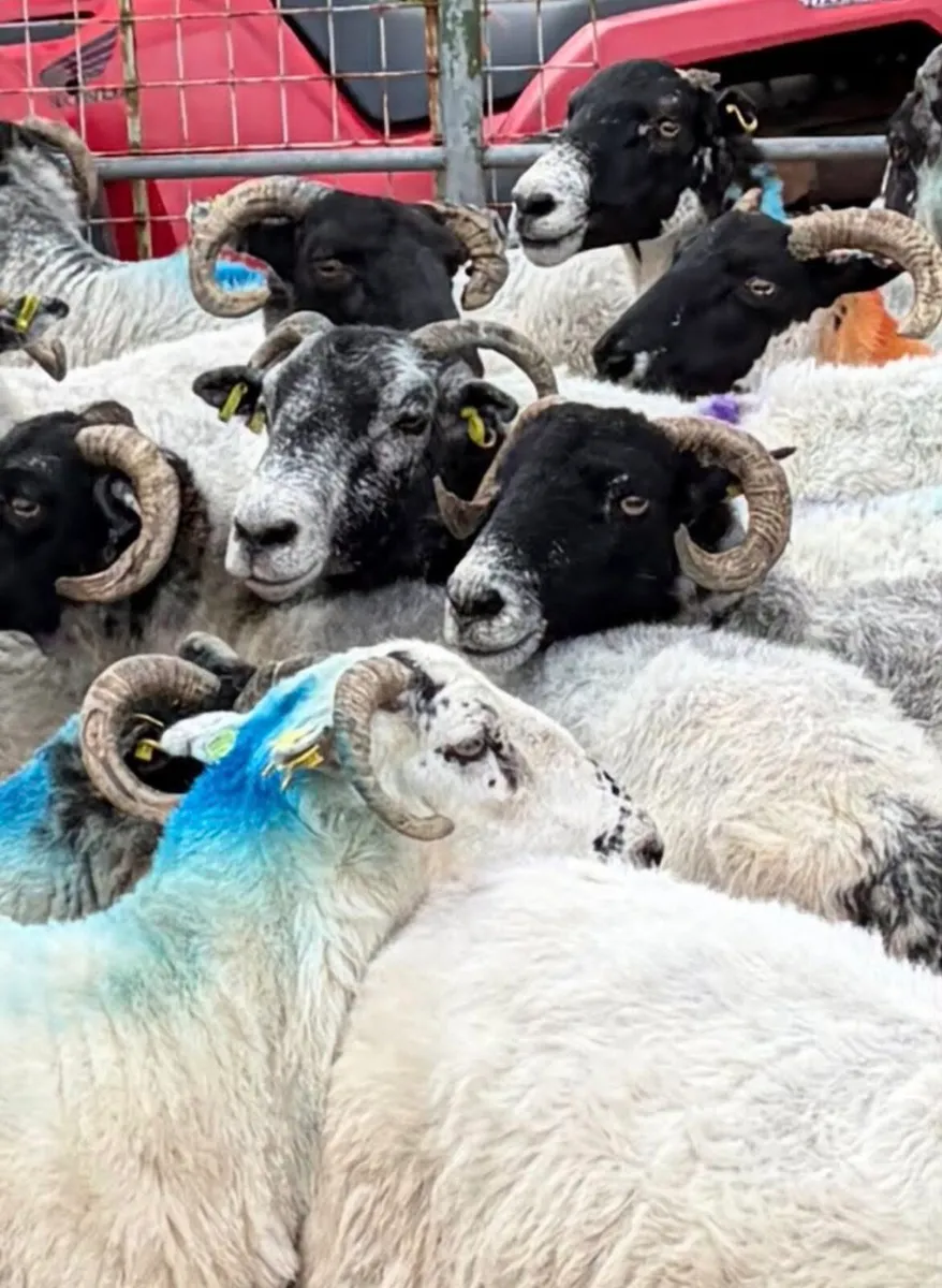 33 Full Mouth Ewes For Sale - Image 2
