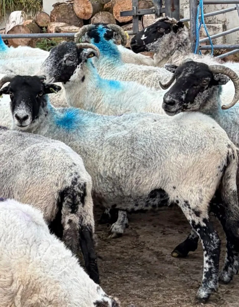 33 Full Mouth Ewes For Sale - Image 3