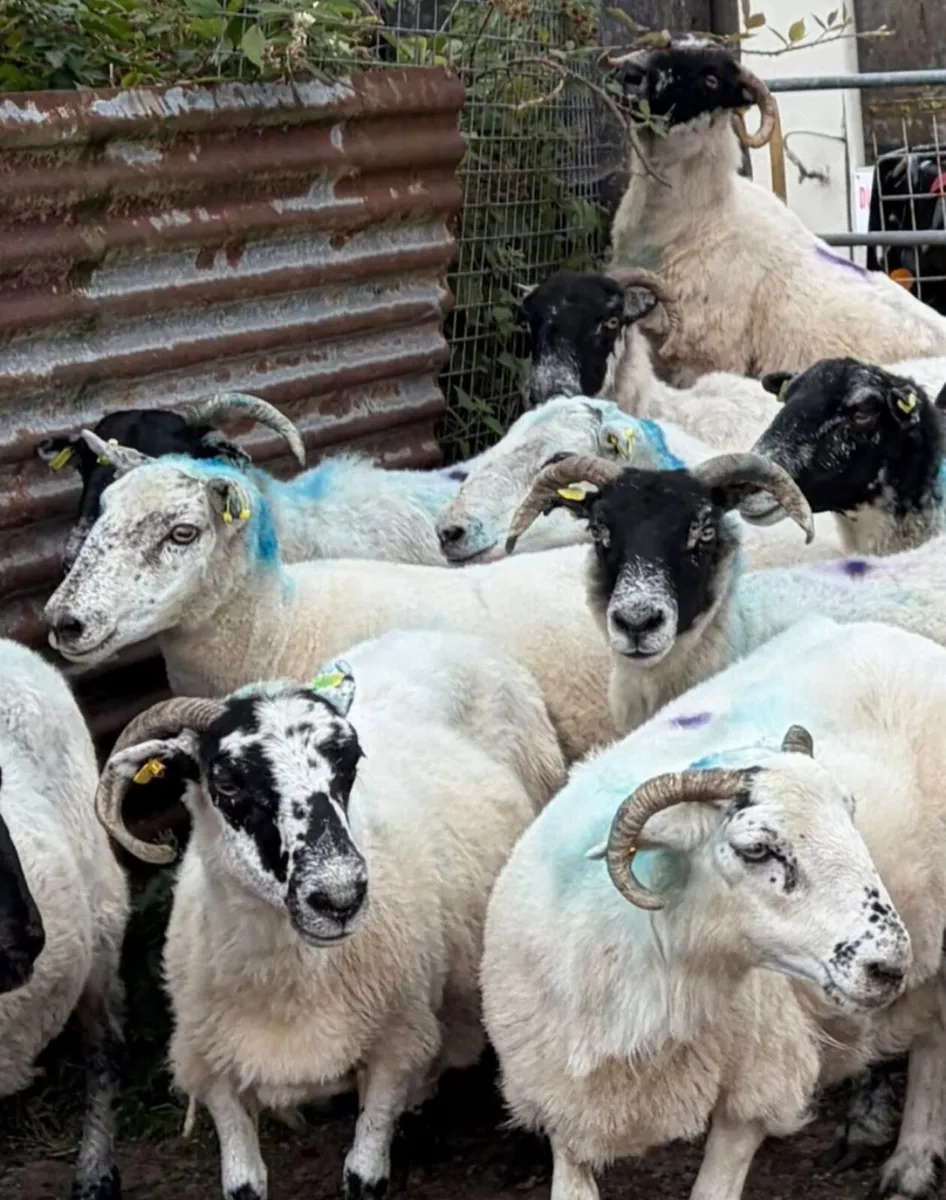 33 Full Mouth Ewes For Sale - Image 4