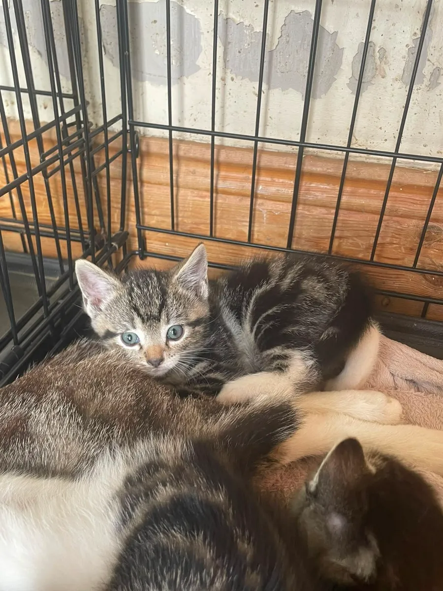 Kittens - Image 1