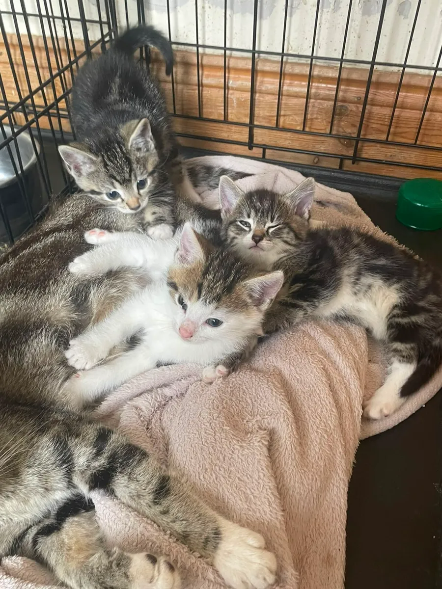 Kittens - Image 2