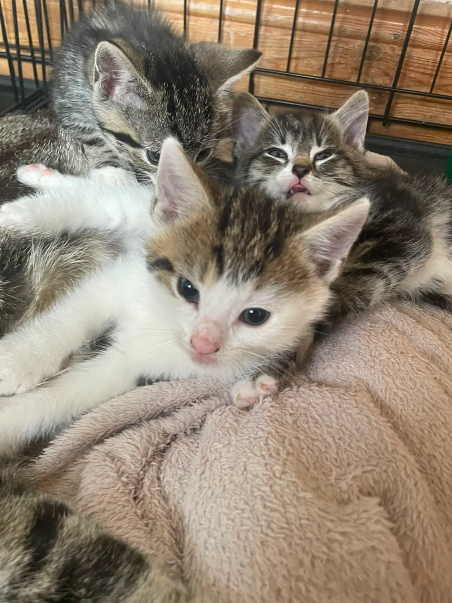 Kittens - Image 3