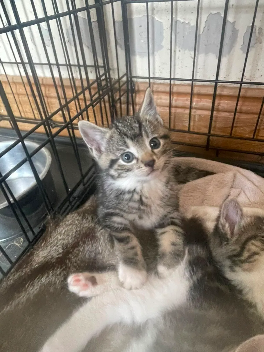 Kittens - Image 4