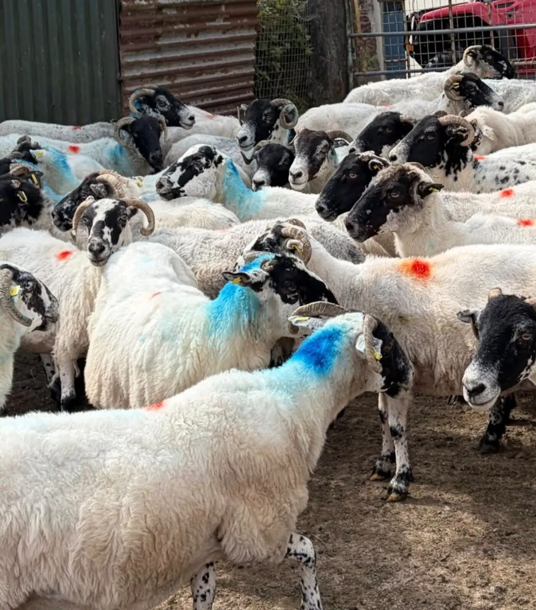 34 Mixed Mouth Ewes For Sale - Image 3