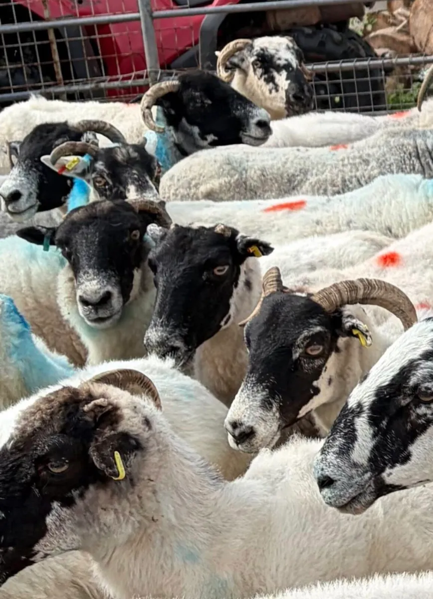 34 Mixed Mouth Ewes For Sale - Image 1