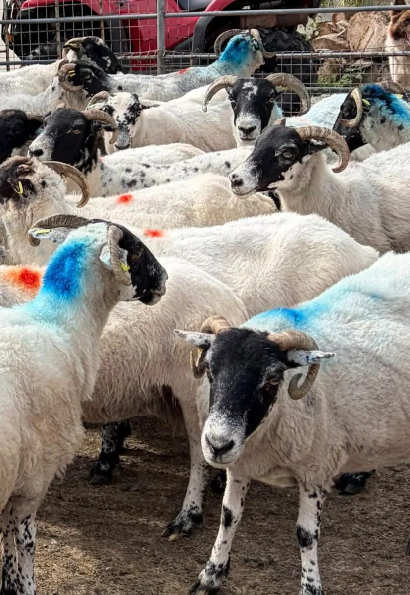 34 Mixed Mouth Ewes For Sale - Image 2