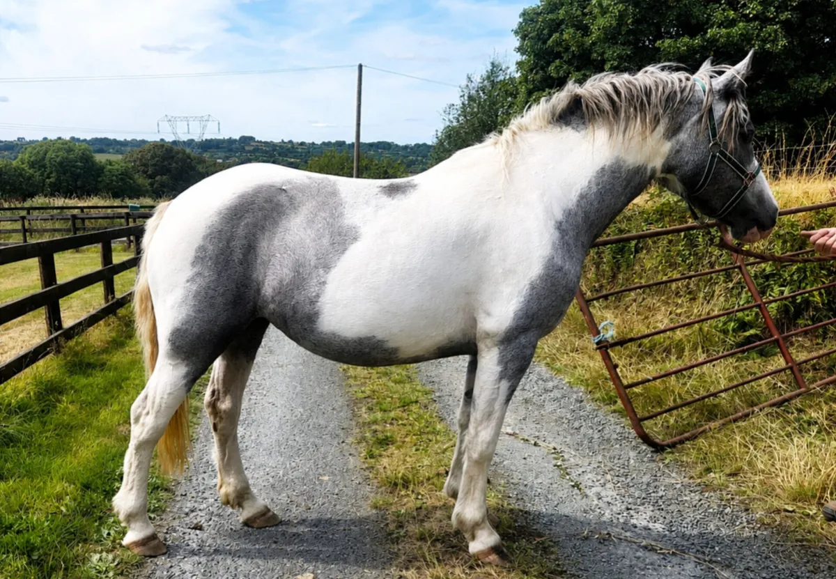 Connemara x Cobs - Image 2