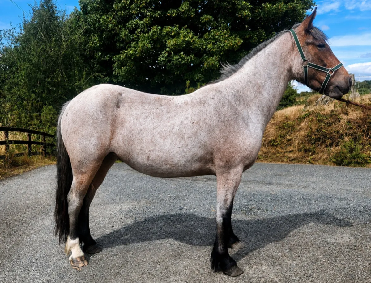 Connemara x Cobs - Image 3