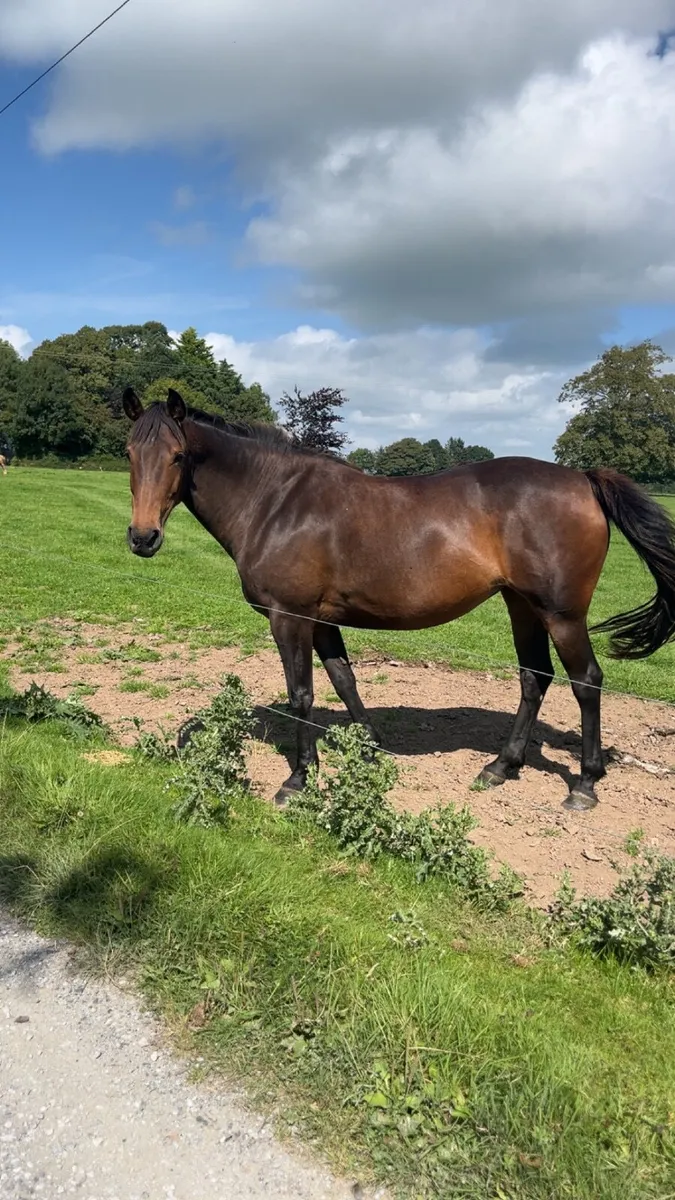 Broodmare Potential very well related. - Image 4