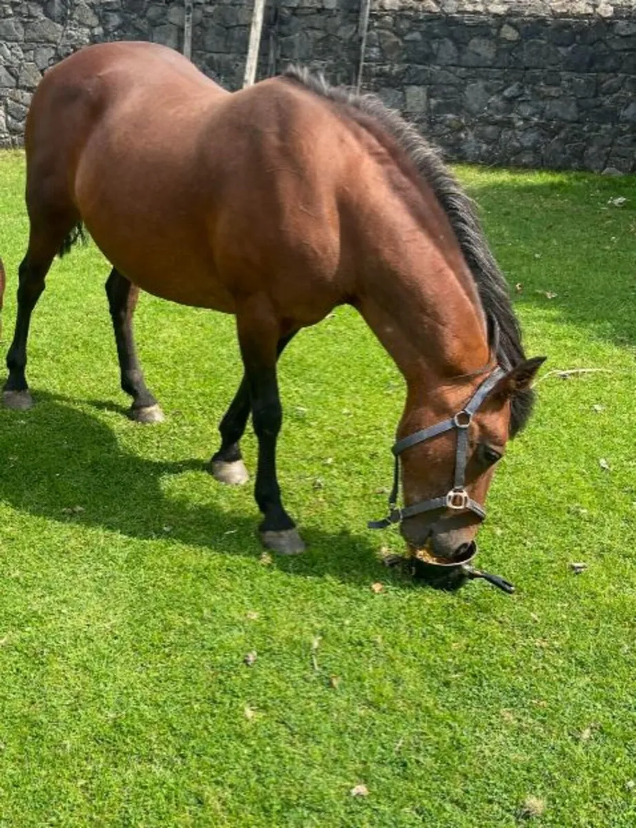 Conemara pony suitable for an intermediate rider - Image 2