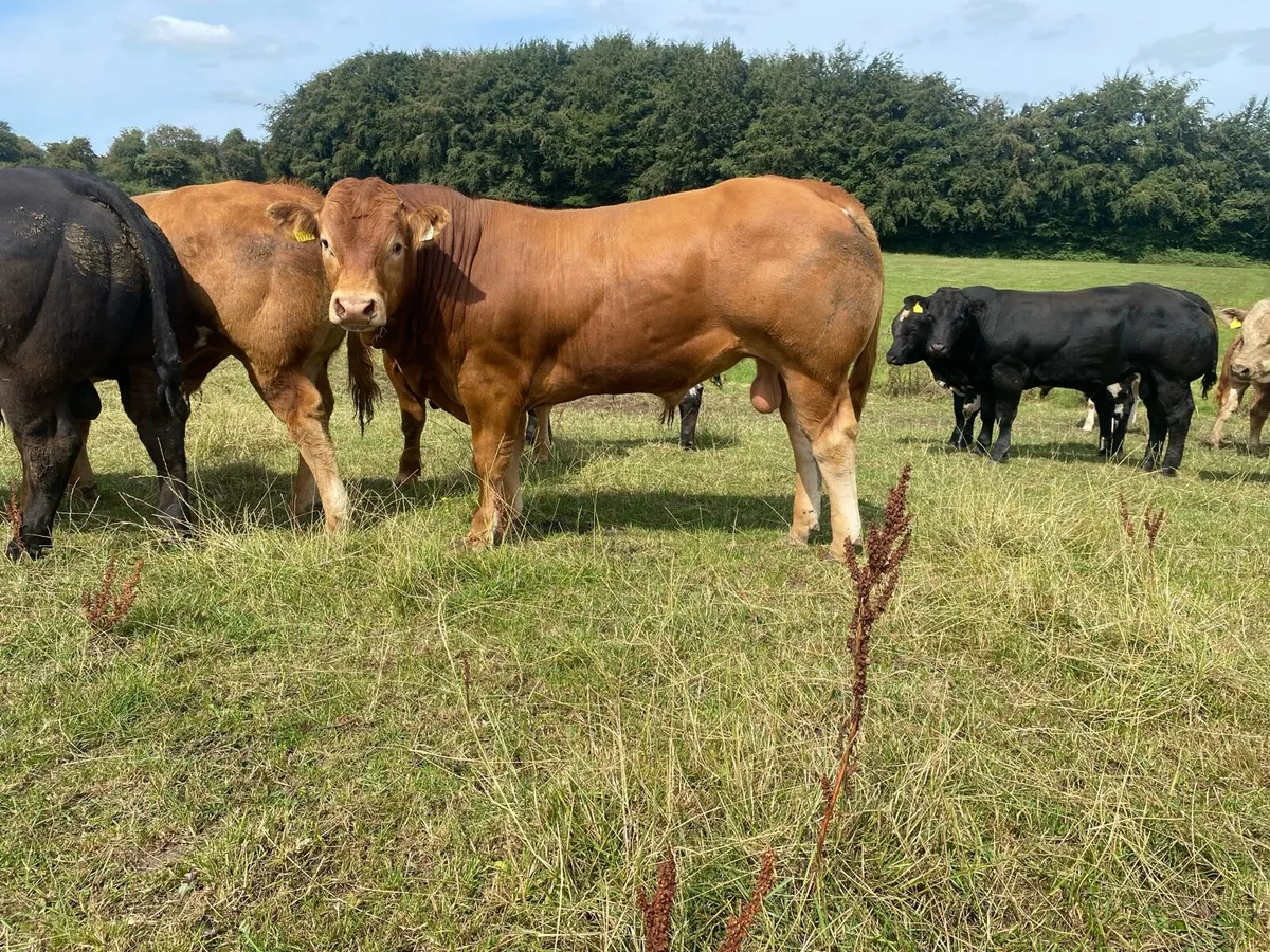 Weanling bulls - Image 3