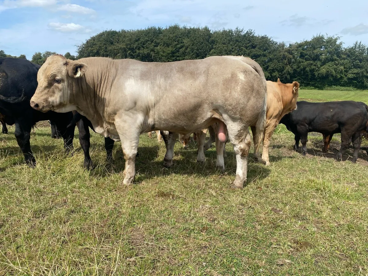 Weanling bulls - Image 4