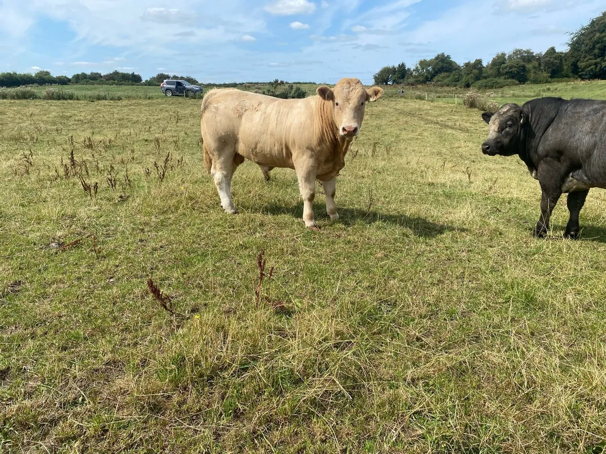 Weanling bulls - Image 2