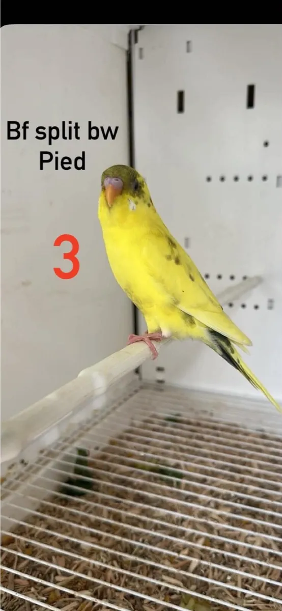 Budgie mutations/ Dun fallow BF - Image 3