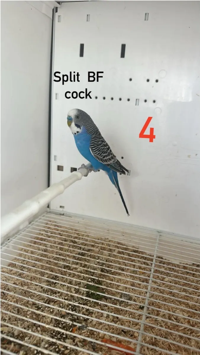Budgie mutations/ Dun fallow BF - Image 4