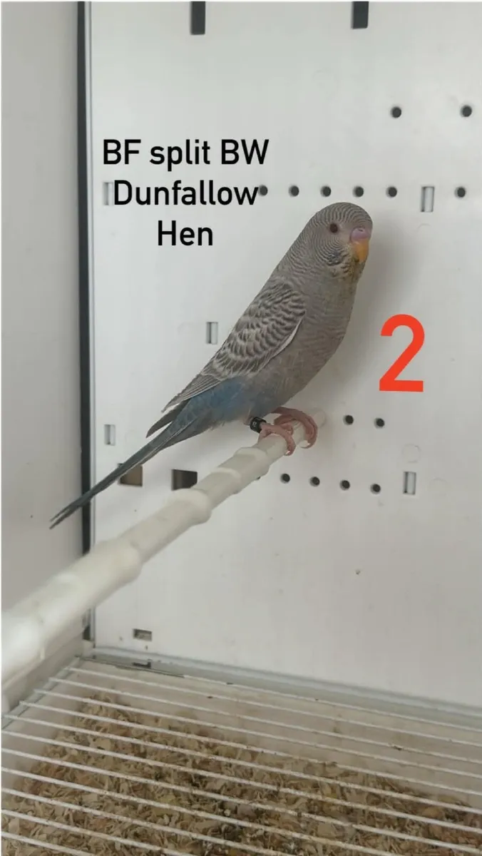 Budgie mutations/ Dun fallow BF - Image 2