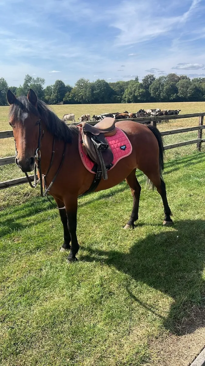 Conemara pony suitable for an intermediate rider - Image 1