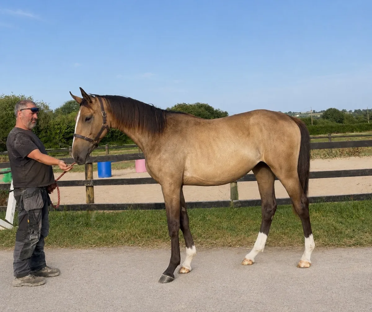 Dun/buckskin filly - Image 1