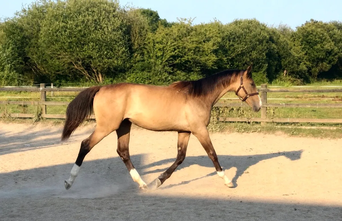 Dun/buckskin filly - Image 2