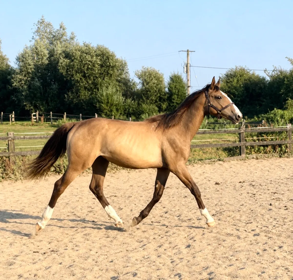 Dun/buckskin filly - Image 3