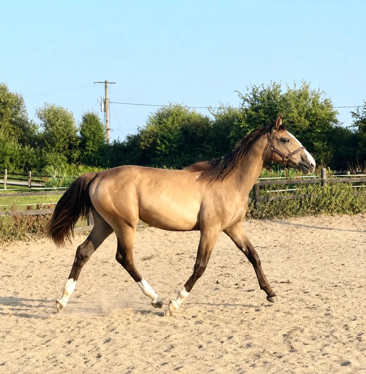 Dun/buckskin filly - Image 4